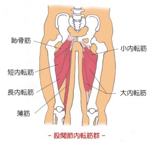 大内転筋