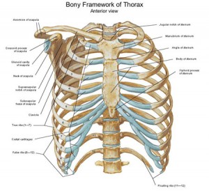 胸郭 Body Framework of Thorax