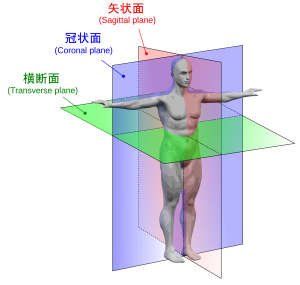 human_anatomy_planes-ja