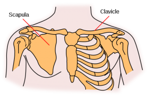 shoulder-girdle